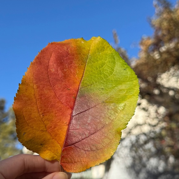 Meet your Posher, Shannon - Picture 1 of 1